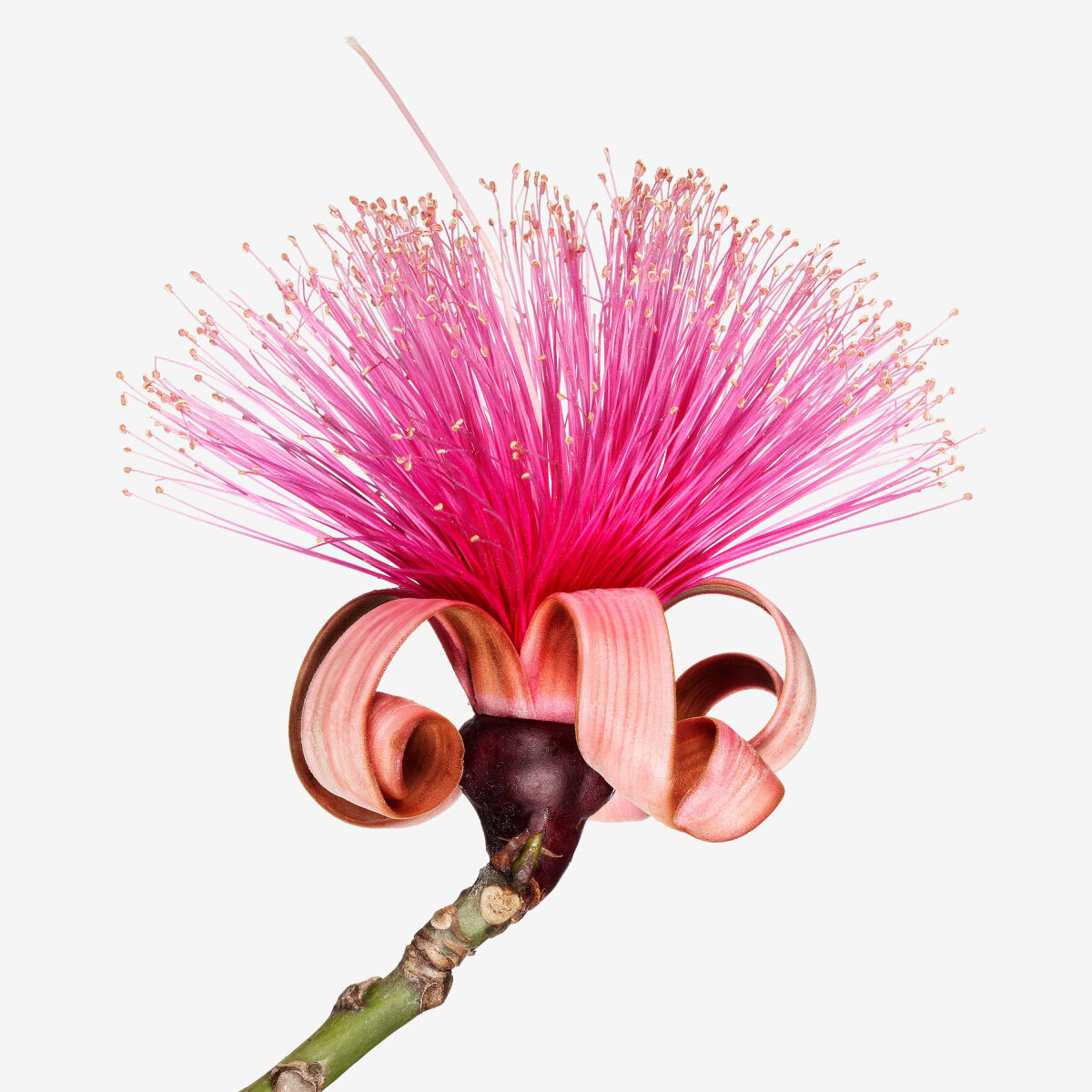 from yinka ilori to miguel chevalier, flower sculptures & digital gardens bloom in london