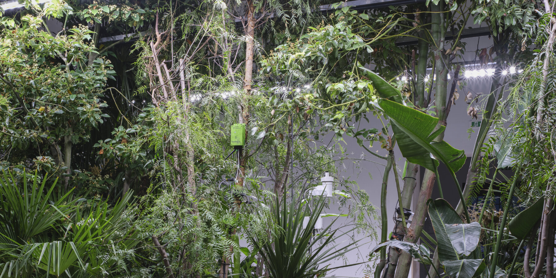 bas-smets-building-biospheres-microclimates-plant-intelligence-venice-architecture-biennale-2025-designboom-ban