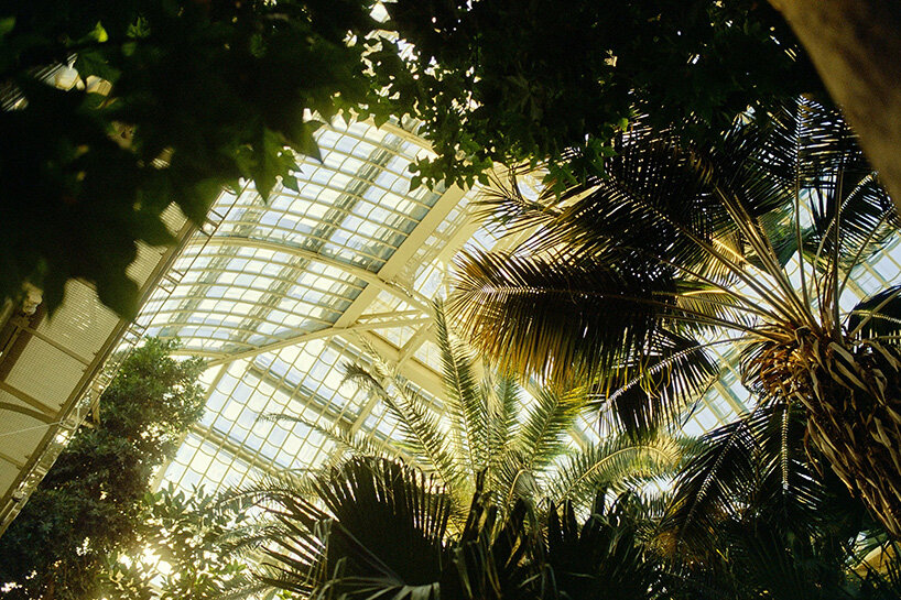 David Altrath photographes Palmenhaus in Vienna in analogous, foliage and form photos