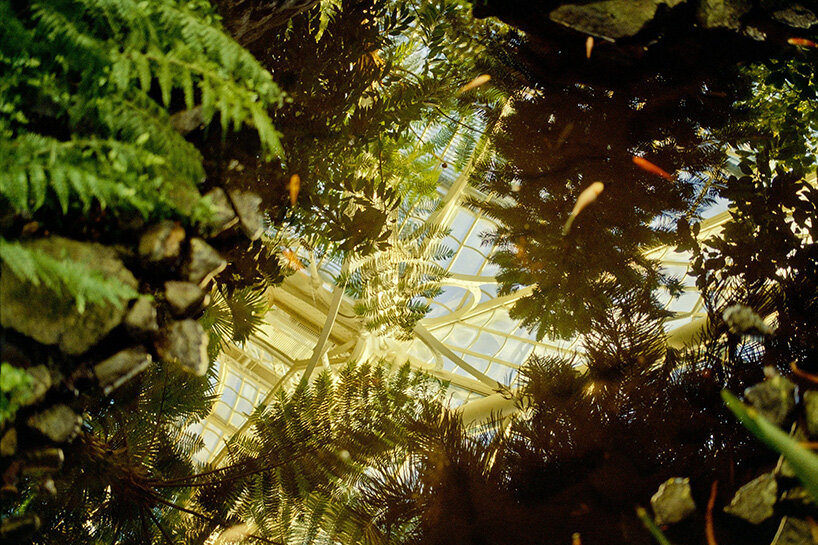 david altrath photographs vienna's palmenhaus in analog stills of light, foliage and form