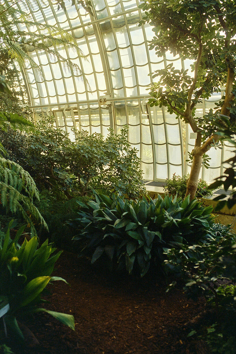 David Altrath photographes Palmenhaus in Vienna in analogous, foliage and form photos