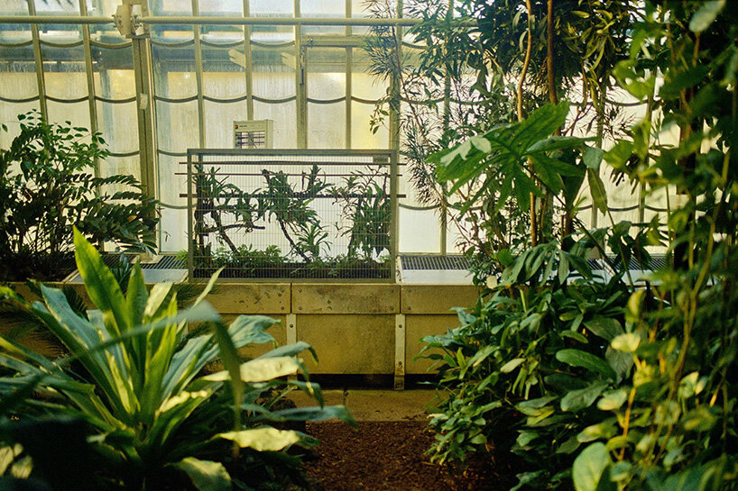 david altrath photographs vienna's palmenhaus in analog stills of light, foliage and form