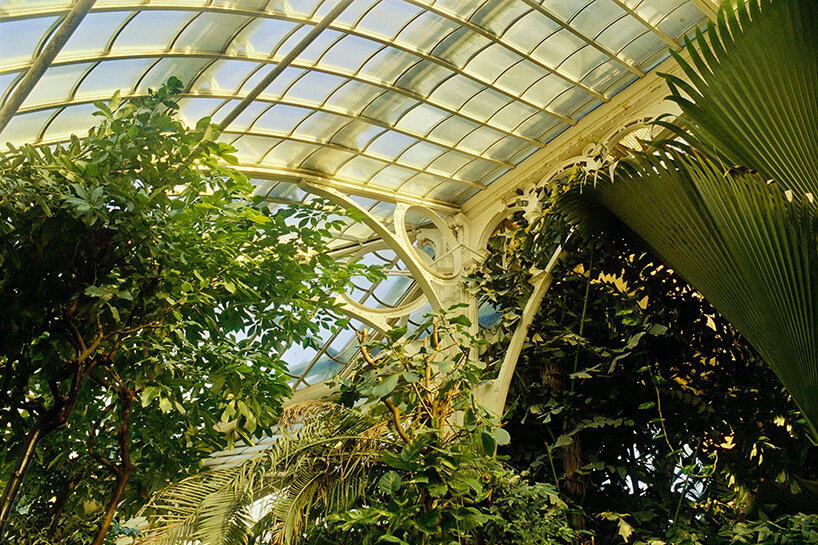 david altrath photographs vienna's palmenhaus in analog stills of light, foliage and form