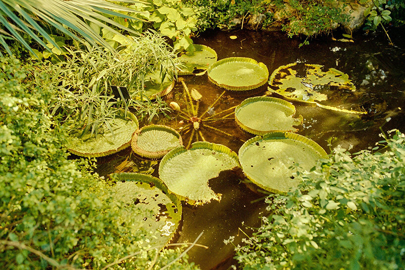 david altrath photographs vienna's palmenhaus in analog stills of light, foliage and form