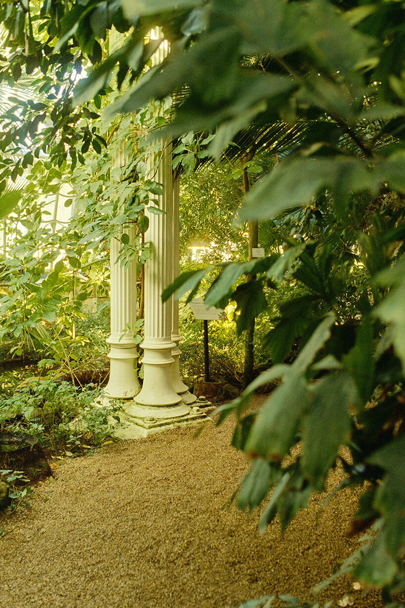 david altrath photographs vienna's palmenhaus in analog stills of light, foliage and form