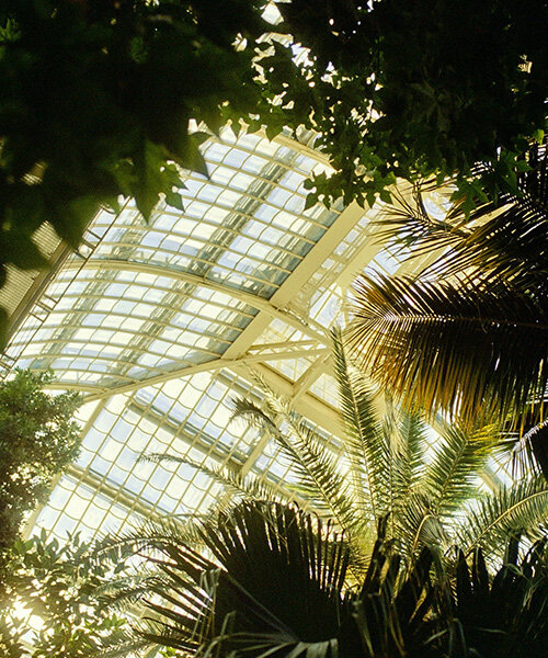 david altrath photographs vienna's palmenhaus in analog stills of light, foliage and form