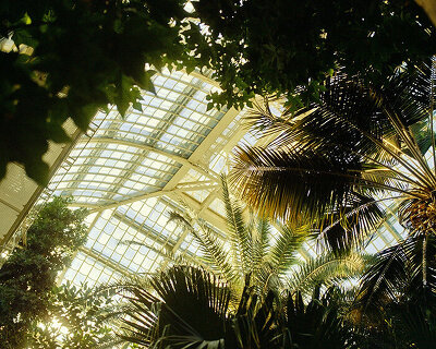 david altrath photographs vienna's palmenhaus in analog stills of light, foliage and form