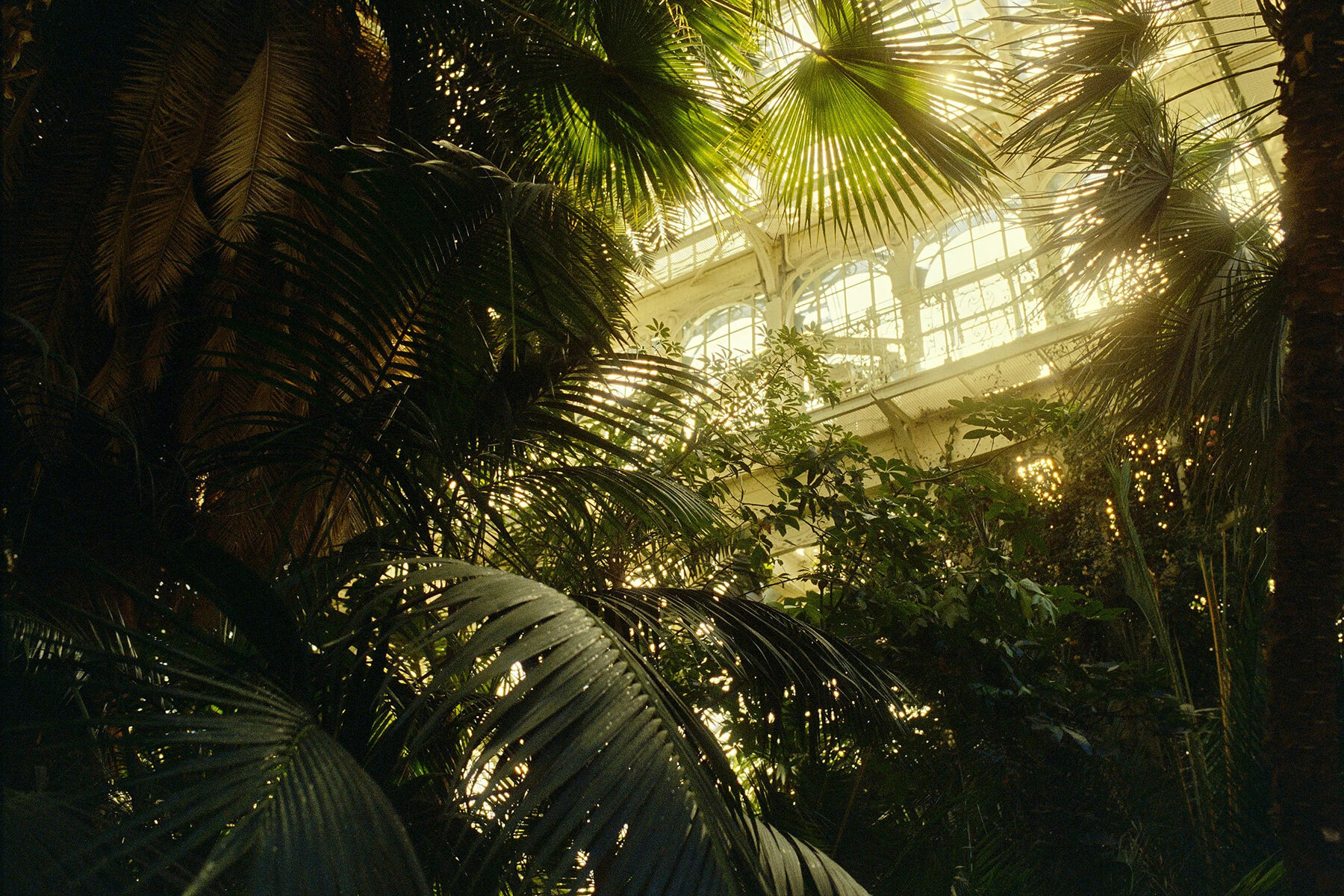 david-altrath-vienna-palmenhaus-analog-stills-light-foliage-form-designboom-large01