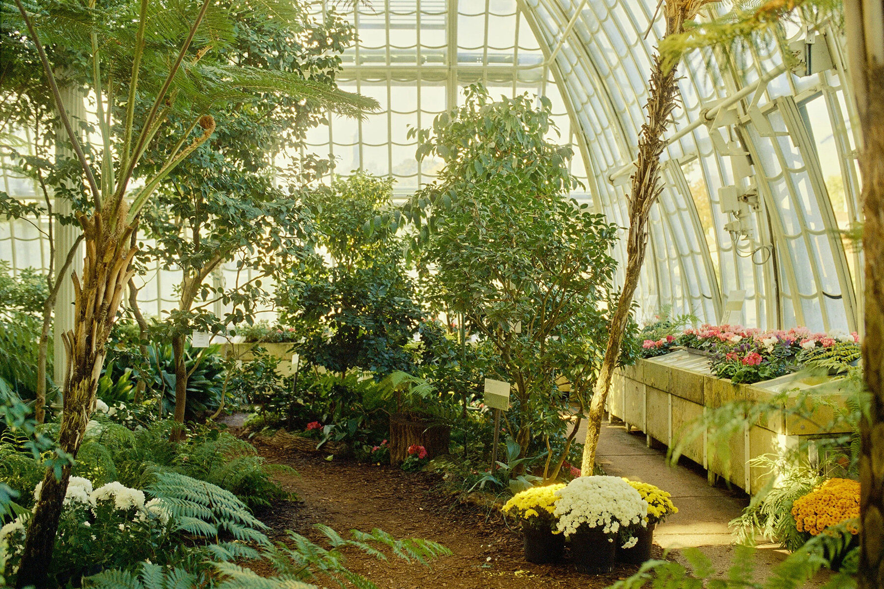 david-altrath-vienna-palmenhaus-analog-stills-light-foliage-form-designboom-large02
