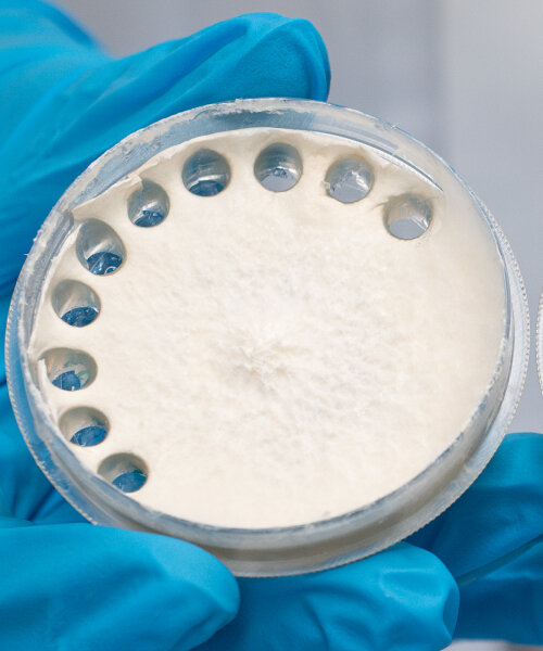 living biodegradable material made from fungi can make bags that decompose waste