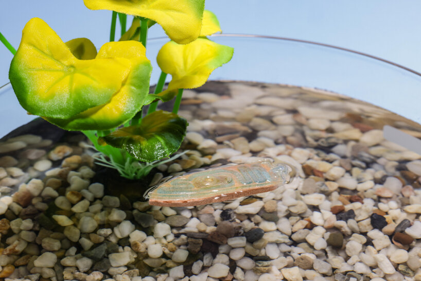 swimming biodegradable boat robots