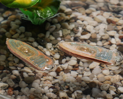 scientists develop biodegradable boat robots that fish can actually eat