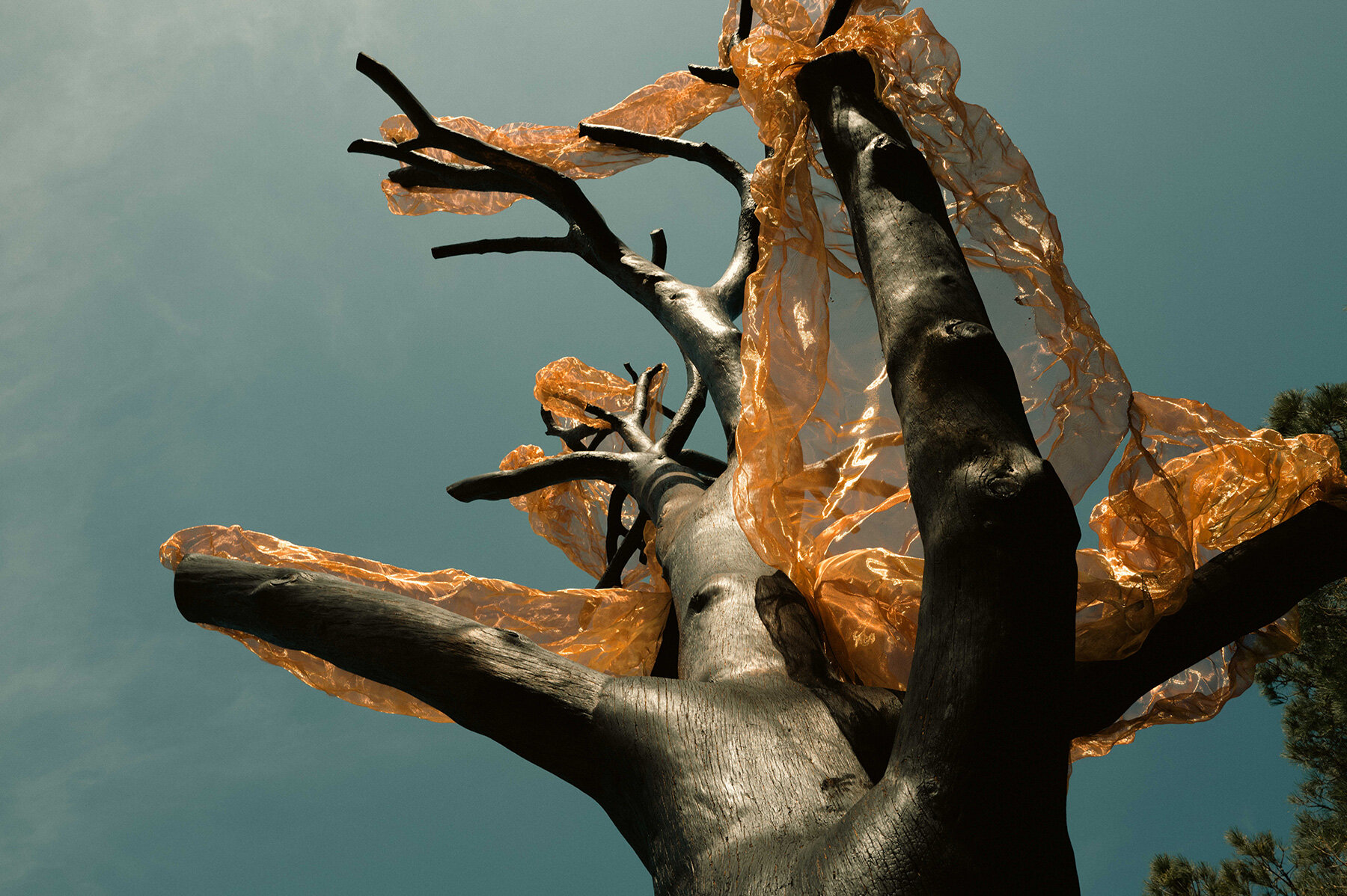 thanos-zakopoulos-charred-pine-fiery-symbol-rebirth-greek-ekies-all-senses-resort-designboom-large02