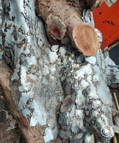 reflective steel skin clads sculpture emerged from fallen tree after typhoon in hanoi