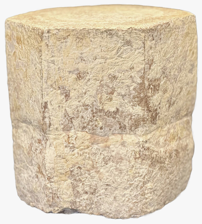 NASA mycelium habitats space