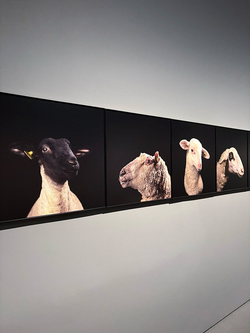 'why look at animals?' at EMST: katerina gregos on speaking for the voiceless