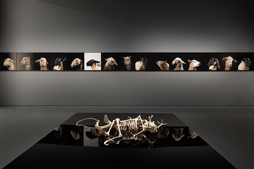 'why look at animals?' at EMST: katerina gregos on speaking for the voiceless