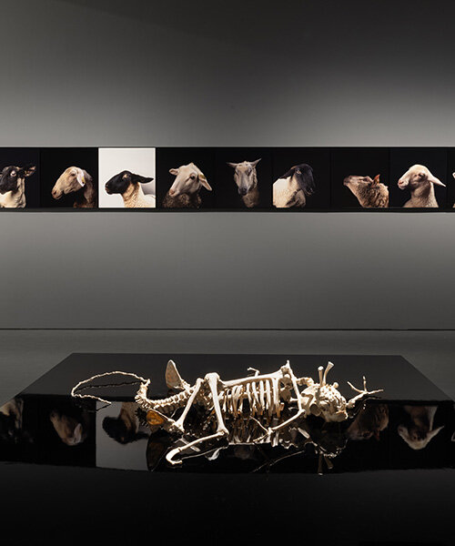 'why look at animals?' at EMST: katerina gregos on speaking for the voiceless