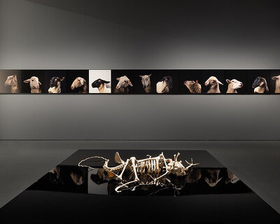 'why look at animals?' at EMST: katerina gregos on speaking for the voiceless