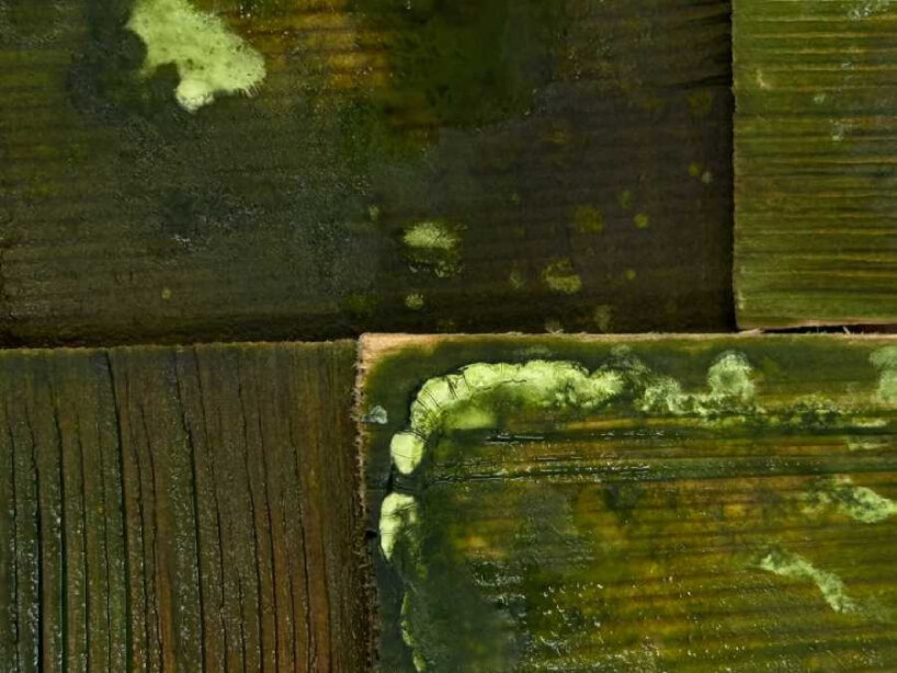 detailed view of Dafne's Skin at Triennale Milano