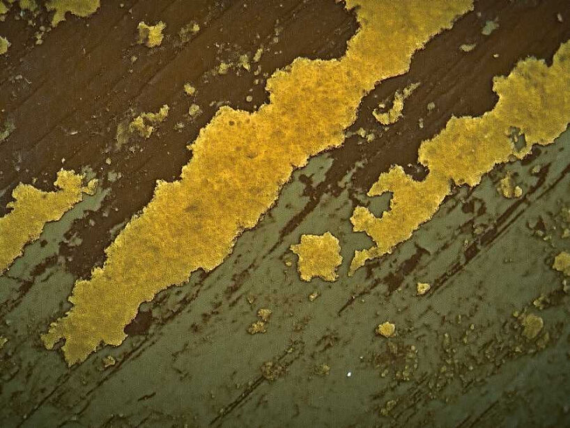living patina on wood (II): Microbial texture (visualisation, generated with AI) | image by Lorem / Luca Pagan