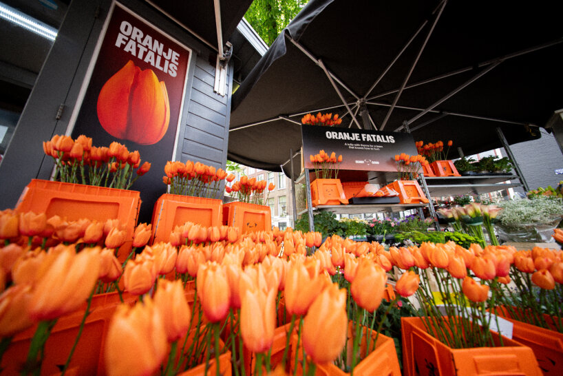 orange tulips euro 2025