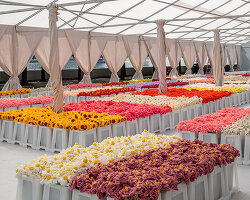 Cj hendry's flower market to return to NYC, this time in rockefeller center