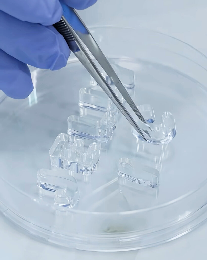 A gloved hand is holding a pair of metal tweezers, carefully placing a small, transparent, U-shaped object into a clear petri dish. Inside the petri dish, several similar transparent shapes, all resembling various geometric forms, are arranged. The scene suggests a precise, scientific or laboratory setting focused on handling delicate, clear materials.