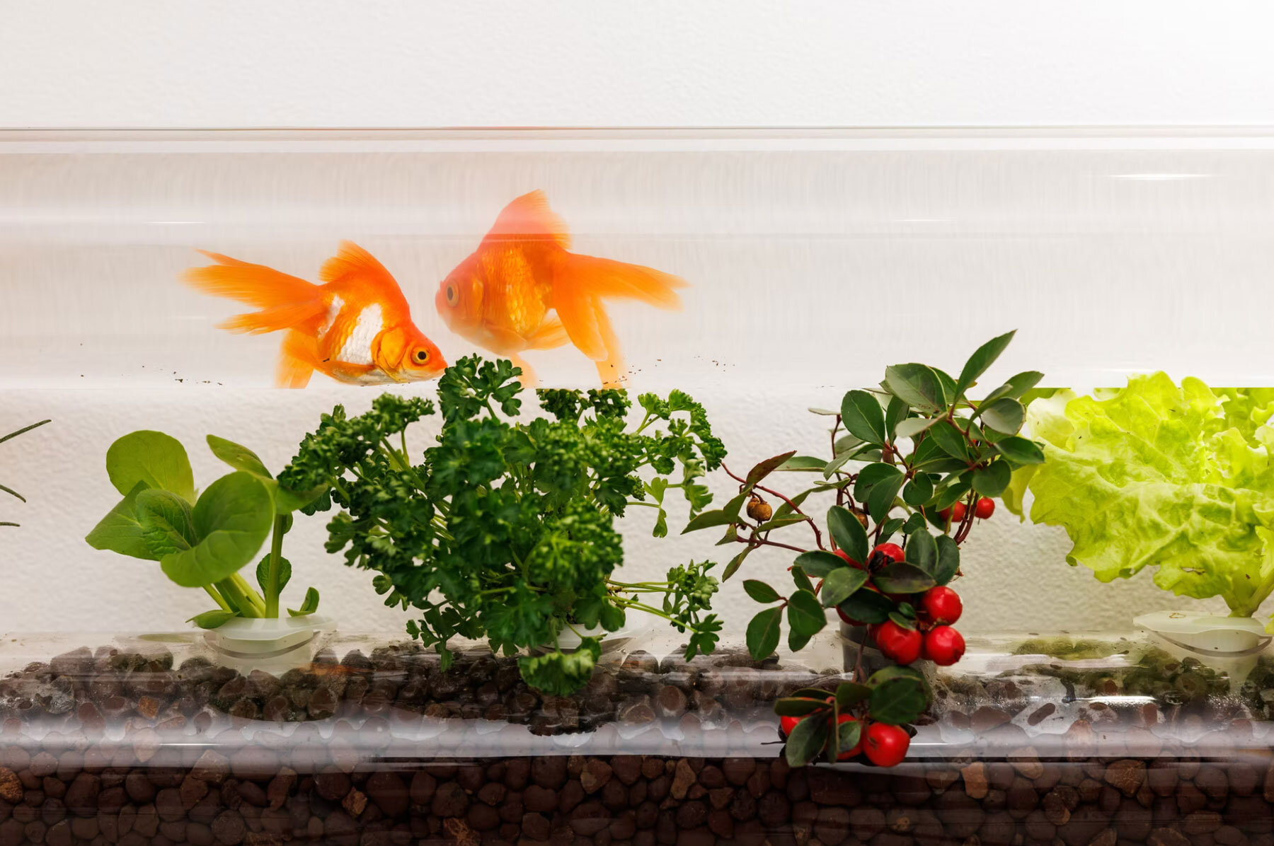 gaku-poni-aquarium-fish-vegetables-keisuke-hatakenaka-architects-studio-designboom-1800-2