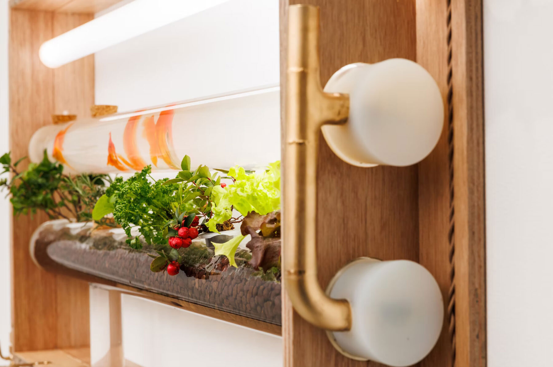 gaku-poni-aquarium-fish-vegetables-keisuke-hatakenaka-architects-studio-designboom-1800-3