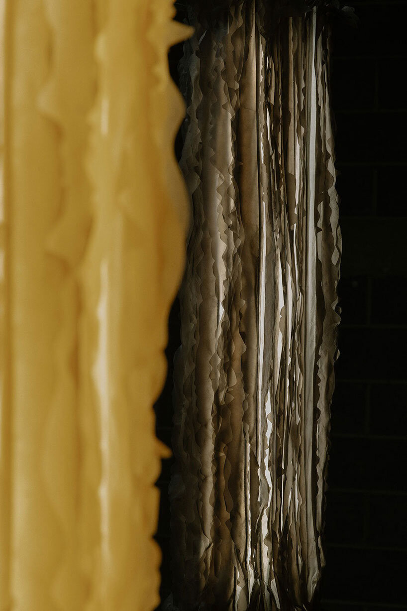 bacterial cellulose transforms into translucent ruffled lighting sculptures