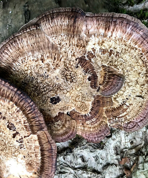 FUNGI: Anarchist Designers