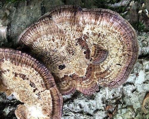 FUNGI: Anarchist Designers