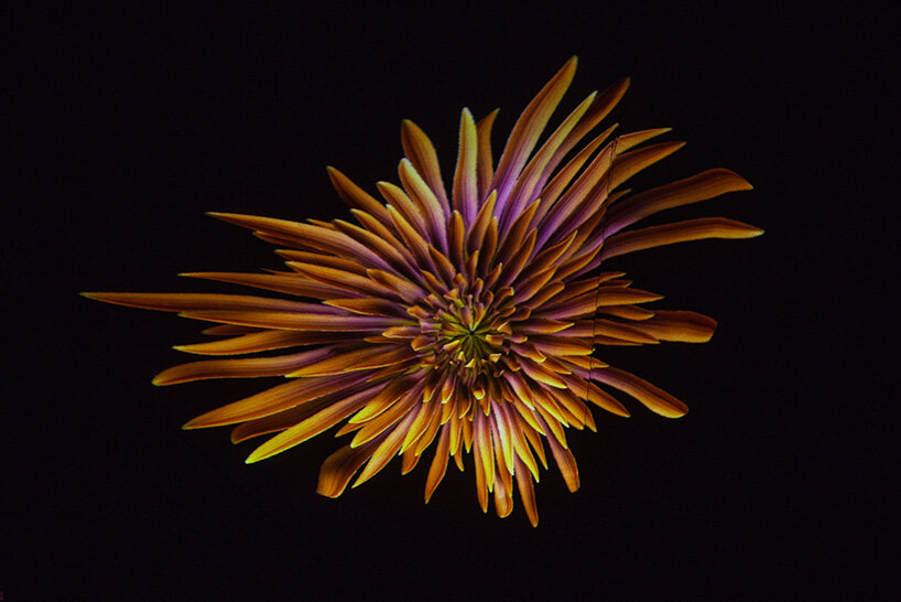 DRIFT lights up abu dhabi with whispering grass, heartbeat blooms, and 2,000-drone falcon