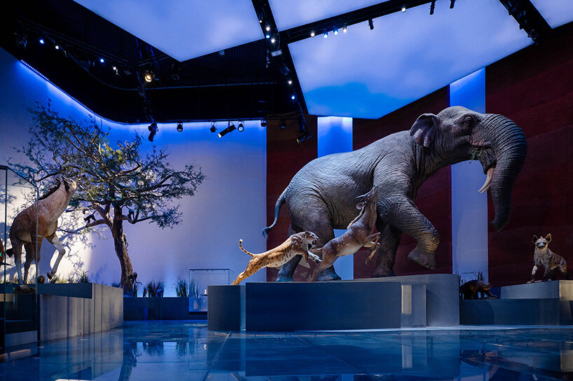 natural history museum abu dhabi by mecanoo opens with world-first dinosaur displays