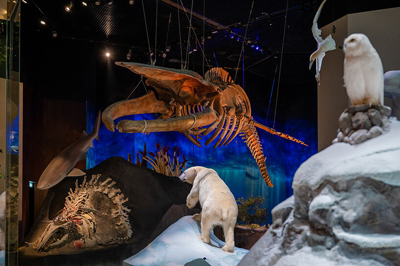 natural history museum abu dhabi by mecanoo opens with world-first dinosaur displays