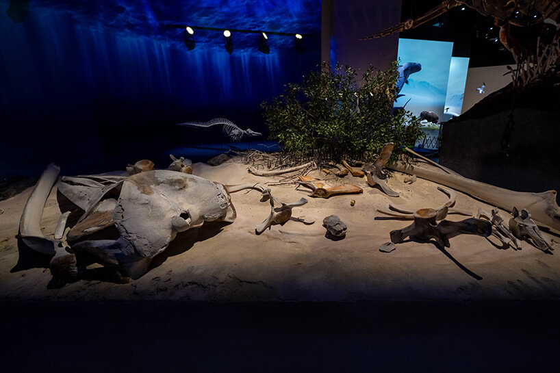 natural history museum abu dhabi by mecanoo opens with world-first dinosaur displays