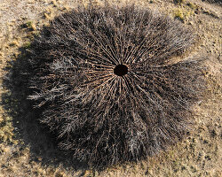 nomad studio's charred juniper ring marks the scar of a wildfire in northern spain