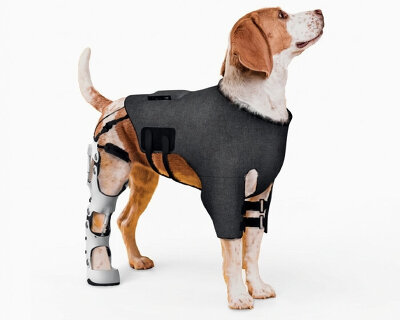 attachable exoskeleton for dogs helps them walk again after injury or illness