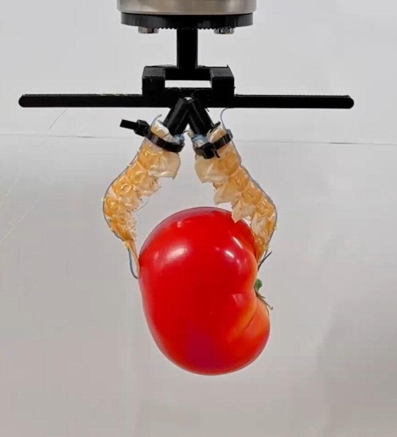 the robotic grippers can hold onto objects that weigh up to 500 grams