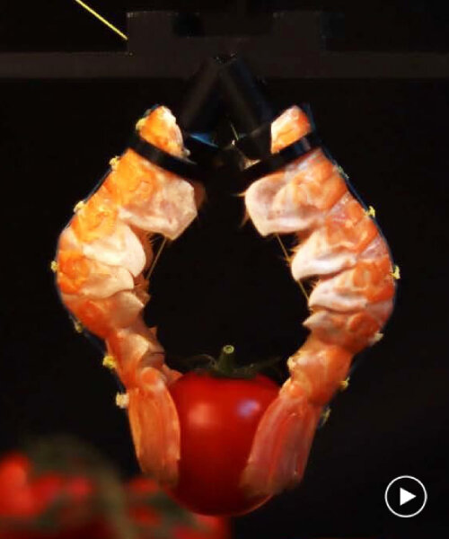 scientists recycle food waste into robotic claw machines that can grip objects