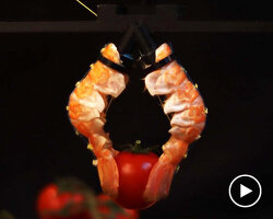 scientists recycle food waste into robotic claw machines that can grip objects