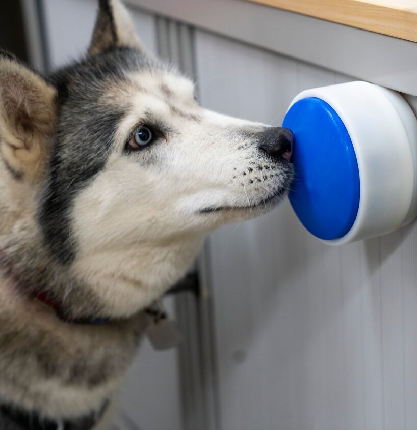 Cuando el perro presiona el botón, la señal viaja por el aire hasta el receptor.