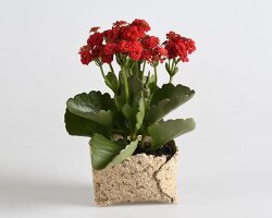 reclaimed organic waste composes plastic-free biodegradable plant pots