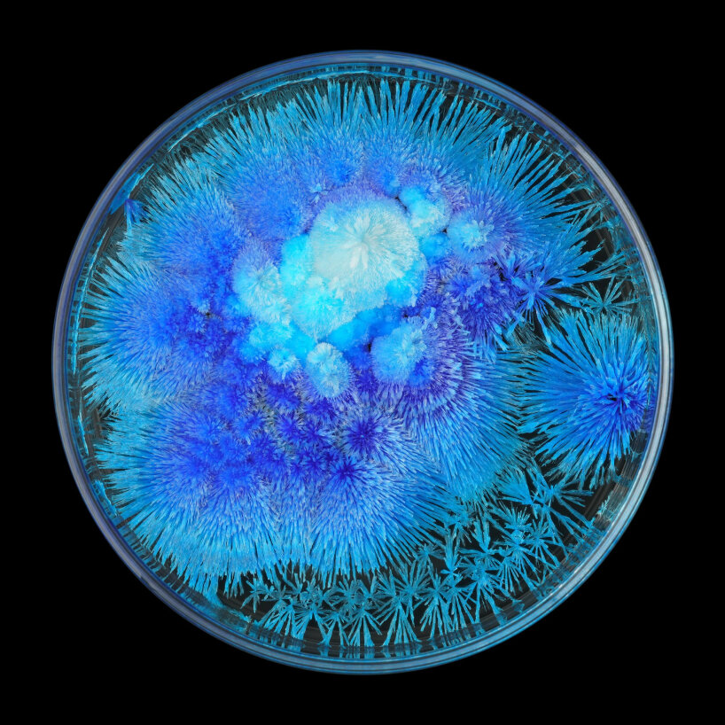 these minerals expand and take the form of the Petri dishes