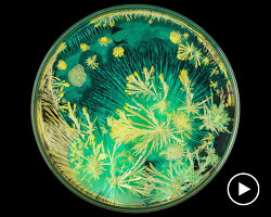 colorful crystals show how they naturally grow within a garden of glass petri dishes