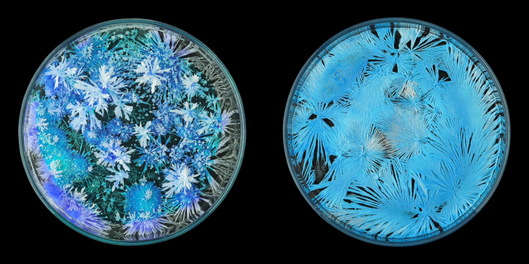 colorful-crystals-natural-grow-garden-glass-petri-dishes-designboom-ban