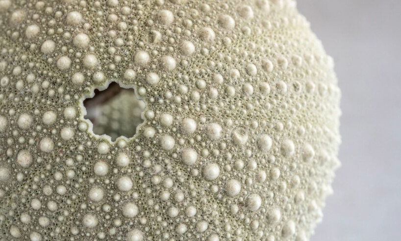 sponge filter sea urchin