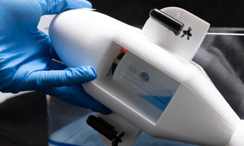 sponge filter sea urchin