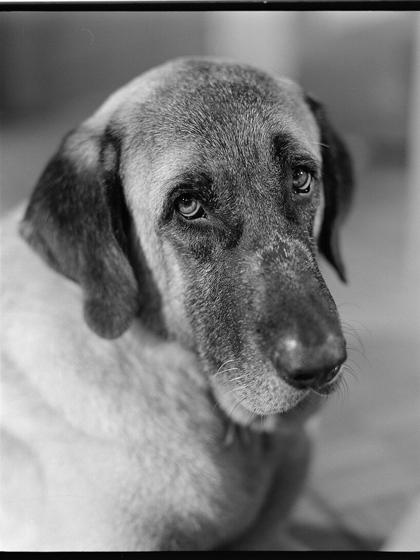 'this is freedom': yorgos lanthimos on photography beyond cinema